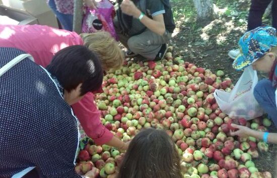 Яблочный спас в селе Красновидово